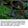 Anti-Mouse PD-L1 [Clone 10F.9G2] BX028; Alexa Fluor™ 488-RX028 - 25 tests