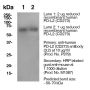 Anti-Mouse CD273 (PD-L2) (Clone 3.2.B8) - Purified in vivo PLATINUM™ Functional Grade - 5.0 mg