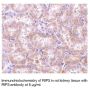 Anti-Mouse Receptor Interacting Protein 3 (RIP3) - 0.1 mg