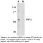 Anti-Mouse Receptor Interacting Protein 3 (RIP3) - 0.1 mg