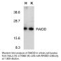 Anti-Human RAIDD (Intermediate Domain) - 0.1 mg
