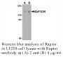 Anti-Mouse Raptor (CT) - 0.1 mg