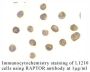 Anti-Human Raptor (Intermediate Domain) - 0.1 mg