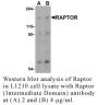 Anti-Human Raptor (Intermediate Domain) - 0.1 mg