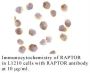 Anti-Human Raptor (NT) - 0.1 mg