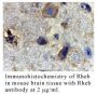 Anti-Human Ras Homolog Enriched in Brain (Intermediate Domain) ( - 0.1 mg