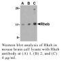 Anti-Human Ras Homolog Enriched in Brain (Intermediate Domain) ( - 0.1 mg