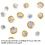 Anti-Human SODD (NT) - 0.1 mg
