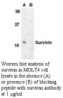 Anti-Human Survivin (NT) - 20 µg