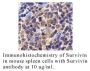 Anti-Mouse Survivin (CT) - 20 µg