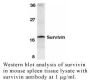 Anti-Mouse Survivin (CT) - 20 µg