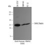 Anti-Human SMAC - 25 µg