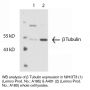 Anti β-Tubulin - Purified - 0.125 mg