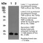 Mouse TNFα Antibody - Purified <i>in vivo </i>GOLD™ Functional Grade - 1.0 mg