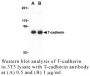 Anti-Human T-Cadherin (NT) (T-cad) - 0.1 mg