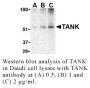Anti-Human TANK (CT) - 0.1 mg