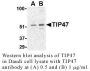Anti-Human Tail-Interacting Protein 47 (CT) (TIP47) - 0.1 mg