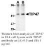 Anti-Human Tail-Interacting Protein 47 (NT) (TIP47) - 0.1 mg