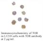 Anti-Human Target of Rapamycin (TOR) - 0.1 mg