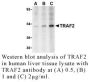 Anti-Human TNF Receptor-Associated Factor 2 (NT) (TRAF2) - 20 µg