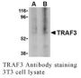 Anti-Human TRAF3 - 0.1 mg