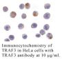 Anti-Human TNF Receptor-Associated Factor 3 (CT-2) (TRAF3) - 0.1 mg