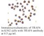 Anti-Human TNF Receptor-Associated Factor 6 (CT) (TRAF6) - 0.1 mg