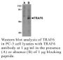Anti-Human TNF Receptor-Associated Factor 6 (CT) (TRAF6) - 0.1 mg