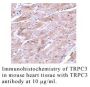 Anti-Human Transient Receptor Potential Channel 3 (NT) (TRPC3) - 0.1 mg