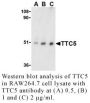 Anti-Human Tetratricopeptide Repeat Protein 5 (TTC5) - 0.1 mg