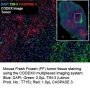 Anti-Mouse TIM-3-BX003 (RMT3-23); Alexa Fluor™ 647-RX003 - 25 tests