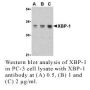Anti-Human X Box Binding Protein 1 (CT) (XBP-1) - 0.1 mg