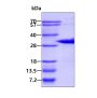 Recombinant human CITED2 protein