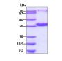 Recombinant human Peroxiredoxin 6/PRDX6 protein