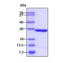 Recombinant human PMVK protein