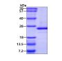 Recombinant human ARL5/ARL5A protein