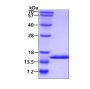 Recombinant human ROBLD3/LAMTOR2 protein
