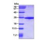 Recombinant human SIAH1 protein