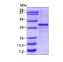 Recombinant human SOCS-3 protein