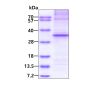Recombinant human AMPK alpha 1 protein