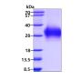 Recombinant human VISTA/B7-H5/PD-1H protein
