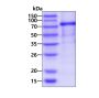 Recombinant human Integrin beta 2/CD18 protein