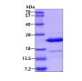 Recombinant mouse Crystallin alpha B/CRYAB protein