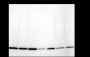 Anti-Histone H3 Rabbit mAb