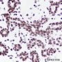 Anti-Histone H3 Rabbit mAb