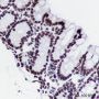 Anti-Histone H3 Rabbit mAb