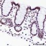 Anti-Histone H3 Rabbit mAb