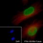 Anti-Histone H3 Rabbit mAb