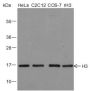 Anti-Histone H3 Rabbit pAb