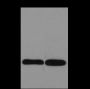 Anti-Histone H3 Rabbit pAb